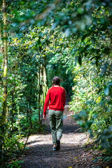 Fototapeta na wymiar a beautiful girl walks through a magical tropical rainforest in lamington national park, near gold coast in queensland, australia; hiking in the jungle; australian rainforest
