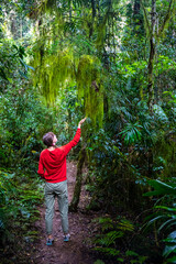 Naklejka na ściany i meble a beautiful girl walks through a magical tropical rainforest in lamington national park, near gold coast in queensland, australia; hiking in the jungle; australian rainforest