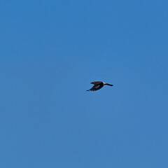 Jay (Garrulus glandarius) in flight.