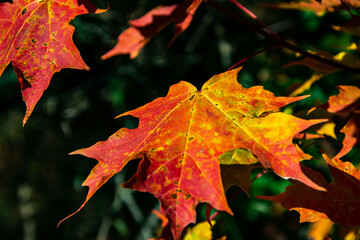autumn maple leaves