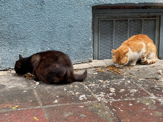Homeless cats are eating on the street