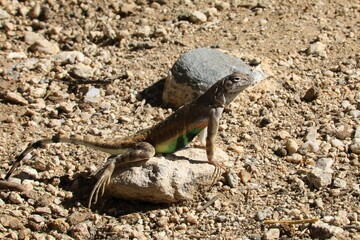 Greater earless lizard (Cophosaurus texanus)