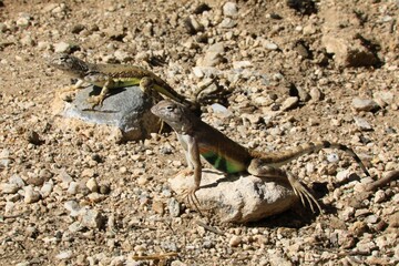 Lizards in the arid climate