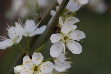 branch of a tree