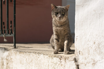 Grey stray cat sits on doorstep in sunny mediterranean village.
