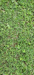 indonesian green grass top view for 2d or 3d environmental materials
