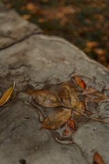 falling in love with fall