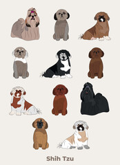 Shih Tzu drawing. Cute dog characters in various poses, designs for prints adorable and cute cartoon vector sets, in different poses. All popular colors. Shih Tzu symbol.