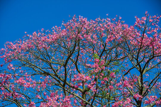 tree blooming with pink flowers