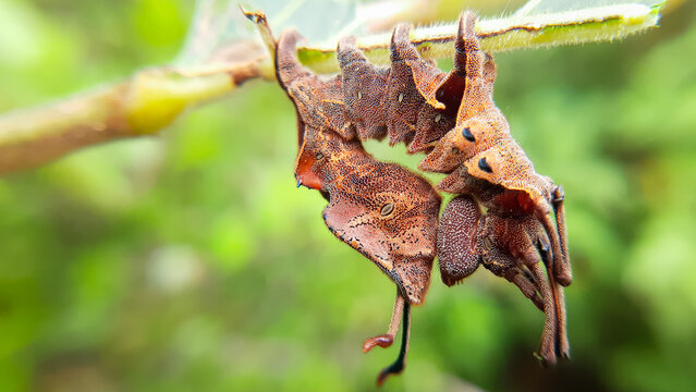 Weird and wonderful caterpillar hanging on the green leaf.  lobster moth (Stauropus fagi). Slective focus. High quality photo