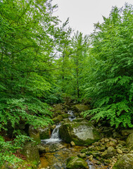 mountain creek cascades over boulders in forest