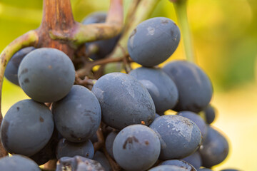 Close-up of purple wine grapes in autumn's end. Selective Focus.