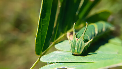Closeup headshot of a polyura athamas butterfly larva on a green leaf.  Slective focus. High quality photo