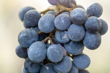 Close-up of purple wine grapes in autumn's end. Selective Focus.