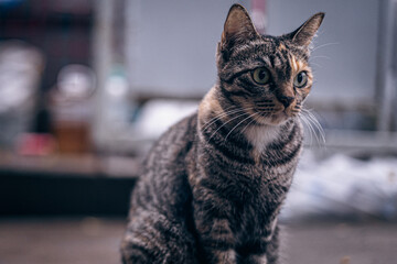 little stray cat wandering into the house Waiting for the owner of the house to come back, hoping to eat delicious food on a rainy day.