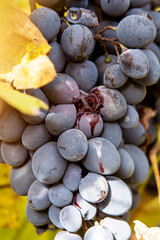 Fototapeta premium A bunch of grapes waiting to make wine or juice. Juice flowing from grapes.
