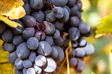 A bunch of grapes waiting to make wine or juice. Juice flowing from grapes.