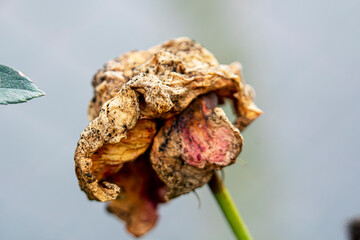 Bunch of withered roses. Flower rotten on the tree. Rose rotten on the tree.