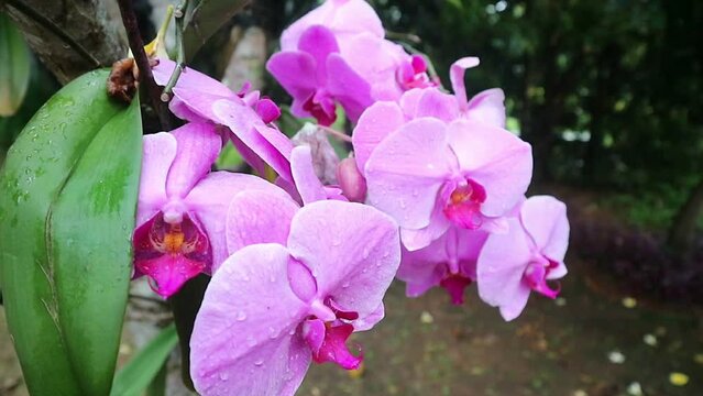 Orchid flowers blooming in the garden with water drops are so beautiful
