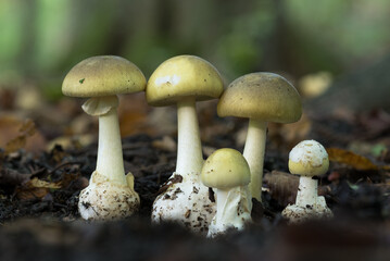 The death cap (Amanita phalloides) is a deadly poisonous mushroom that causes the majority of fatal mushroom poisonings - obrazy, fototapety, plakaty