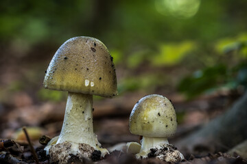 The death cap (Amanita phalloides) is a deadly poisonous mushroom that causes the majority of fatal...