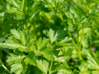 Parsley branches with green leaves macro photo on a sunny spring day in the garden. Natural unprocessed parsley plants close-up in natural conditions