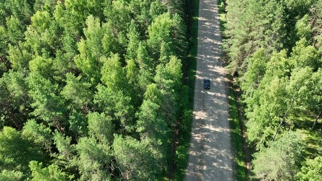 Aerial view. A black pickup truck moves along a country road among a coniferous forest. The camera moves above tops of the trees in taiga. Journey through wild uninhabited places.