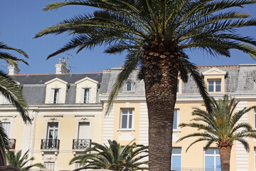 Palmiers à Perpignan, centre ville, façade Perpignan ocre, 66, Occitanie, artenseo, sud de la France, soleil, belle photo Perpignan 