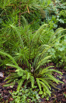Fern Blechnum spicant."Deer Fern" growing in flowebed in a garden in Norther Europe with evergreen trees. Gardening concept, lifestyle photo, selective focus