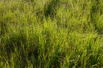 Green spring grass with dew drops, blurred background in eco friendly style with green grass, sunlight and water drops