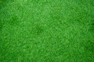 Fototapeta premium green grass background