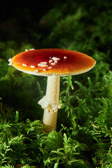 Amanita Muscaria, also called fly agaric or fly amanita, poisonous mushroom.   Fly Amanita  mushrooms in autumn