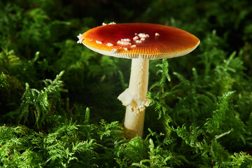 Amanita Muscaria, also called fly agaric or fly amanita, poisonous mushroom.   Fly Amanita  mushrooms in autumn