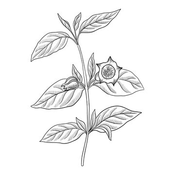 vector drawing flower of Anisodus tanguticus, Mountain henbane plant, herb of traditional chinese medicine, hand drawn illustration