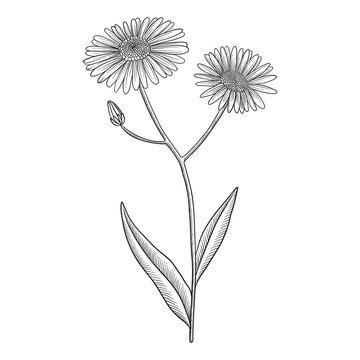 vector drawing flower of Aster tataricus, herb of traditional chinese medicine, hand drawn illustration