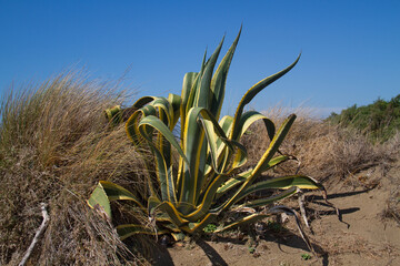 Century plant, also known as Mague, growing in the dunes of Italy. 