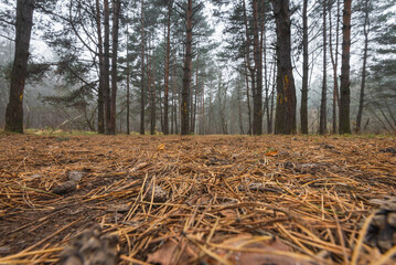 Closeup of fall pine tree forest floor, lots of pine cones and pine needles