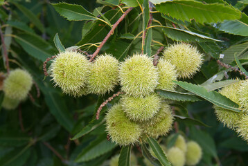 Cluster of spiky sheaths and leaves of Sweet chestnut