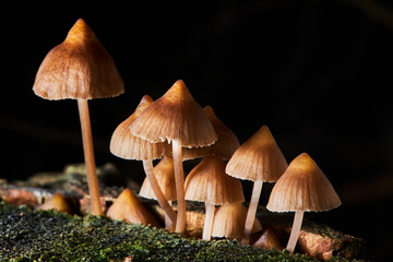 Psilocybe semilanceata mushrooms  growing on a trunk in the forest. Magic  (hallucinogenic) ...