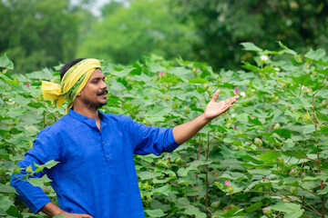 Happy indian farmer spreading hand at green cotton field
