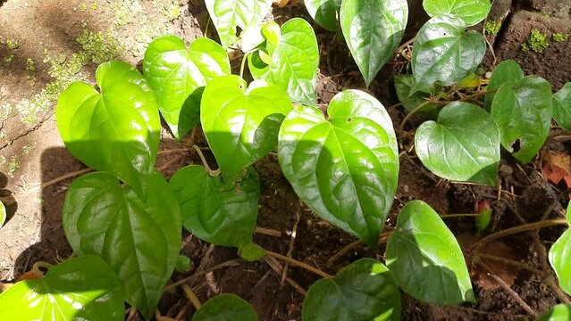 Piper betle leaves. It is a vine plant. Its other names betel, Paan, and Sirih. Betel plants are cultivated for their leaves. The leaves used in traditional medicine. Piper betle vine.
