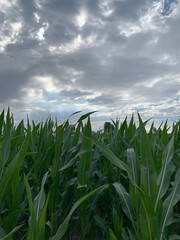Fototapeta premium Green adult shoots of corn on a field in Germany close-up against the background of gray clouds