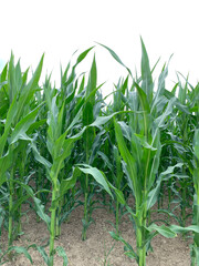 Green adult shoots of corn on a field in Germany close-up against a white sky