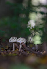 Marburg, Natur, Herbst