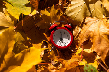 Alarm clock and maple autumn leaves on a yellow background