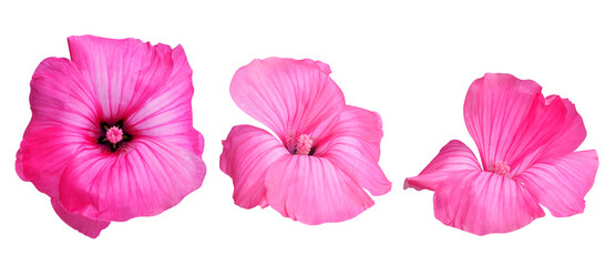 Pink flower heads isolated on transparent background, PNG. - 537839342