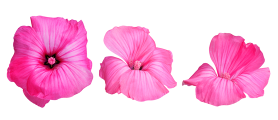 Pink flower heads isolated on transparent background, PNG.