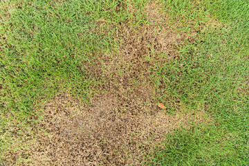 A patch is caused by the destruction of fungus Rhizoctonia Solani grass leaf change from green to...