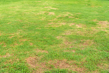 A patch is caused by the destruction of fungus Rhizoctonia Solani grass leaf change from green to dead brown in a circle lawn texture background dead dry grass. Dead grass of the nature background. - obrazy, fototapety, plakaty