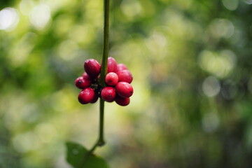 Close up of a wild coffee plant in the amazon jungle (manu, peru).